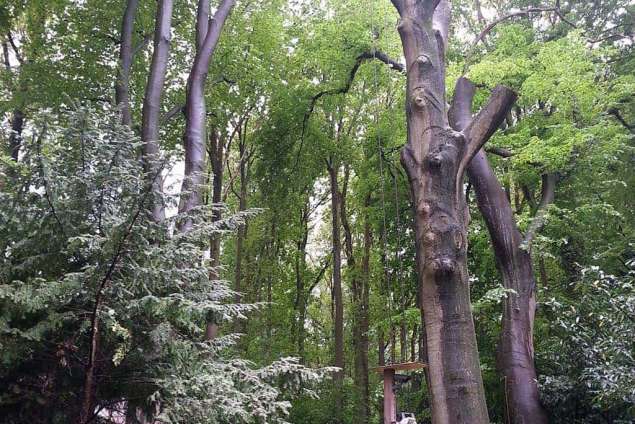 Rooien van beuken bomen in Bergen op Zoom in totaal 4 stuks beuken verwijderd